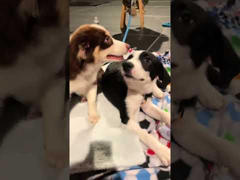 These hounds are going to heaven. Thumbnail