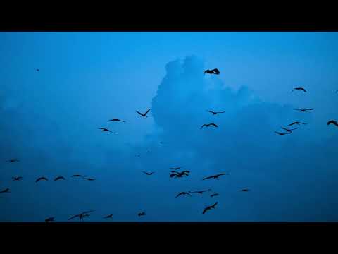 Goose - Autumn Crossing (Official Video) Thumbnail